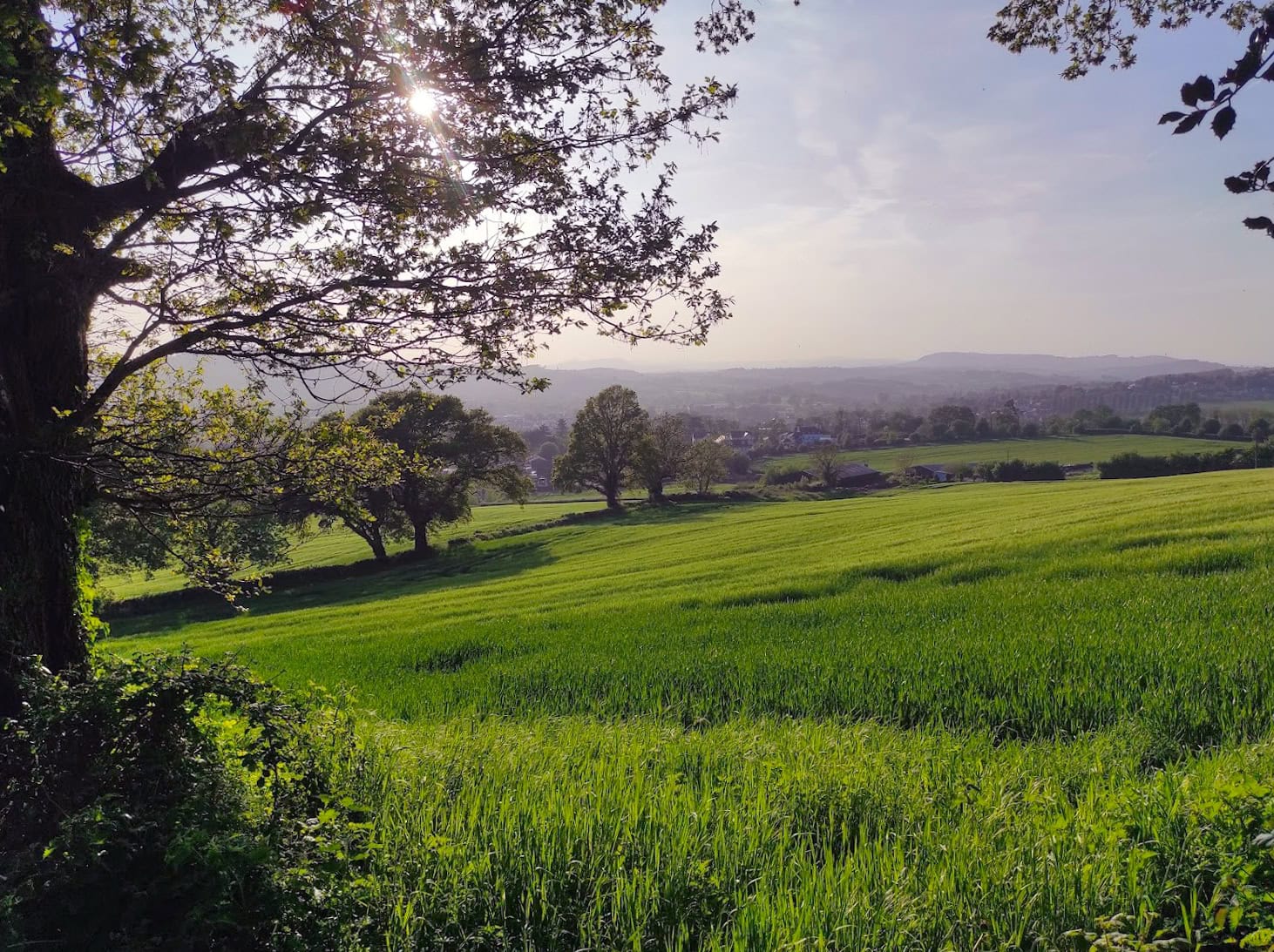Serene rural scene with lush green grass, trees, and a distant horizon at sunset.